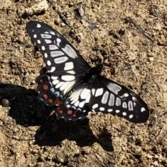 Papilio anactus (Dainty Swallowtail) at Wanniassa, ACT - 17 Mar 2023 by Shazw
