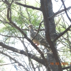 Phaps chalcoptera (Common Bronzewing) at Oakdale, NSW - 18 Mar 2023 by bufferzone