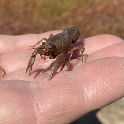 Cherax destructor (Common Yabby) at Wanniassa, ACT - 15 Mar 2023 by Shazw