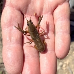 Cherax destructor at Wanniassa, ACT - 15 Mar 2023 11:48 AM