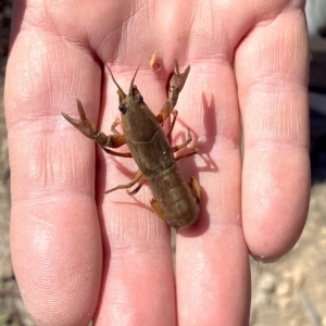 Cherax destructor at Wanniassa, ACT - 15 Mar 2023 11:48 AM