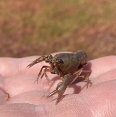 Cherax destructor at Wanniassa, ACT - 15 Mar 2023 11:48 AM