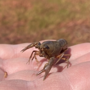 Cherax destructor at Wanniassa, ACT - 15 Mar 2023 11:48 AM