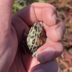 Limnodynastes tasmaniensis (Spotted Grass Frog) at Farrer Ridge - 15 Mar 2023 by Shazw