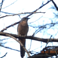 Cacomantis flabelliformis (Fan-tailed Cuckoo) at Oakdale, NSW - 18 Mar 2023 by bufferzone