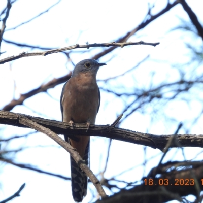 Cacomantis flabelliformis (Fan-tailed Cuckoo) at Wollondilly Local Government Area - 18 Mar 2023 by bufferzone