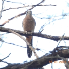 Cacomantis flabelliformis at Oakdale, NSW - suppressed