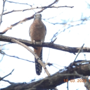 Cacomantis flabelliformis at Oakdale, NSW - suppressed