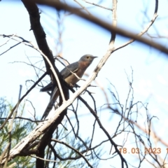 Cacomantis flabelliformis at Oakdale, NSW - suppressed