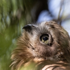 Ninox boobook (Southern Boobook) at Black Mountain - 26 Feb 2023 by rawshorty