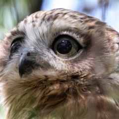 Ninox boobook at Acton, ACT - 26 Feb 2023