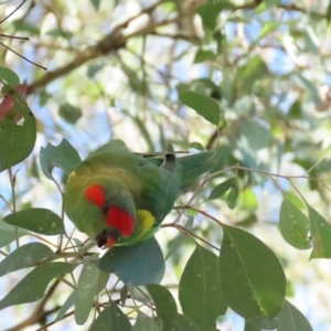 Glossopsitta concinna at Red Hill, ACT - 18 Mar 2023