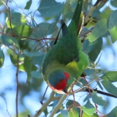 Glossopsitta concinna at Red Hill, ACT - 18 Mar 2023