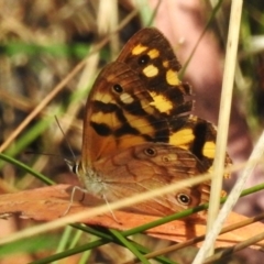 Heteronympha paradelpha (Spotted Brown) at Paddys River, ACT - 18 Mar 2023 by JohnBundock