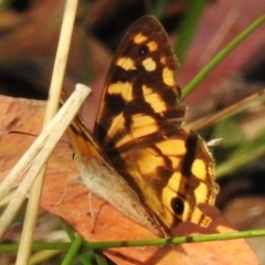 Heteronympha paradelpha at Paddys River, ACT - 18 Mar 2023