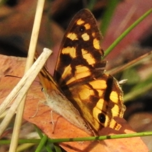 Heteronympha paradelpha at Paddys River, ACT - 18 Mar 2023