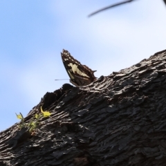 Charaxes sempronius (Tailed Emperor) at Felltimber Creek NCR - 18 Mar 2023 by KylieWaldon