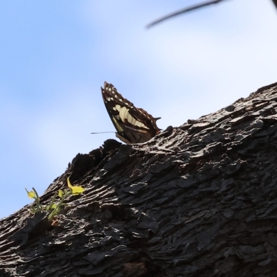 Charaxes sempronius (Tailed Emperor) at Wodonga - 18 Mar 2023 by KylieWaldon