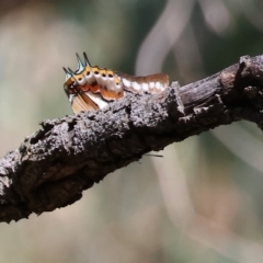 Charaxes sempronius at West Wodonga, VIC - 18 Mar 2023