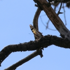 Charaxes sempronius at West Wodonga, VIC - 18 Mar 2023 12:03 PM