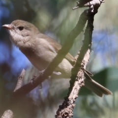 Pachycephala pectoralis (Golden Whistler) at West Wodonga, VIC - 18 Mar 2023 by KylieWaldon