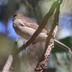 Pachycephala pectoralis at West Wodonga, VIC - 18 Mar 2023