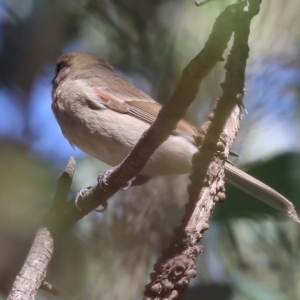 Pachycephala pectoralis at West Wodonga, VIC - 18 Mar 2023