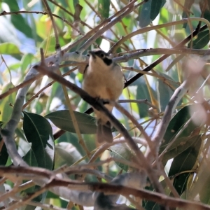 Melithreptus brevirostris at West Wodonga, VIC - 18 Mar 2023 12:16 PM