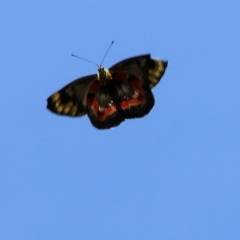 Delias harpalyce (Imperial Jezebel) at West Wodonga, VIC - 18 Mar 2023 by KylieWaldon