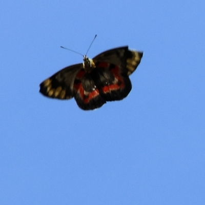 Delias harpalyce (Imperial Jezebel) at Felltimber Creek NCR - 18 Mar 2023 by KylieWaldon