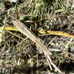 Unidentified Praying mantis (Mantodea) at Bruce, ACT - 18 Mar 2023 by Hejor1