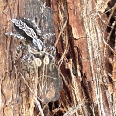 Clynotis severus (Stern Jumping Spider) at Bruce, ACT - 18 Mar 2023 by Hejor1