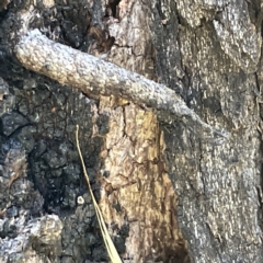 Trigonocyttara clandestina (Less-stick Case Moth) at Bruce Ridge - 18 Mar 2023 by Hejor1