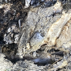 Limacodidae (family) at Bruce, ACT - 18 Mar 2023