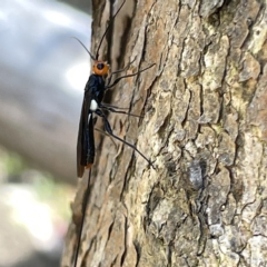 Braconidae (family) (Unidentified braconid wasp) at Bruce Ridge - 18 Mar 2023 by Hejor1