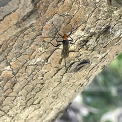 Braconidae (family) at Bruce, ACT - 18 Mar 2023