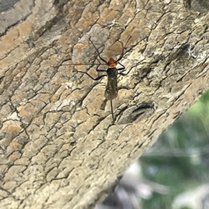 Braconidae (family) at Bruce, ACT - 18 Mar 2023 02:29 PM