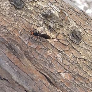 Braconidae (family) at Bruce, ACT - 18 Mar 2023 02:29 PM