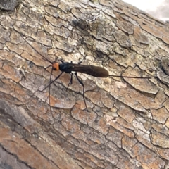 Braconidae (family) at Bruce, ACT - 18 Mar 2023 02:29 PM