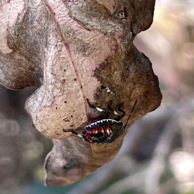 Oechalia schellenbergii (Spined Predatory Shield Bug) at Bruce Ridge - 18 Mar 2023 by Hejor1
