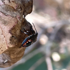 Oechalia schellenbergii at Bruce, ACT - 18 Mar 2023 02:26 PM