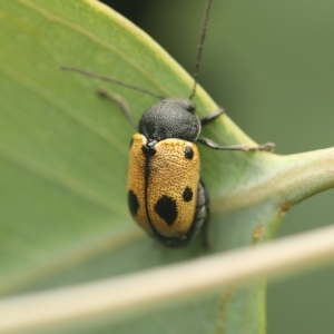 Cadmus (Cadmus) litigiosus at Murrumbateman, NSW - 18 Mar 2023