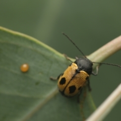 Cadmus (Cadmus) litigiosus at Murrumbateman, NSW - 18 Mar 2023