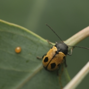 Cadmus (Cadmus) litigiosus at Murrumbateman, NSW - 18 Mar 2023