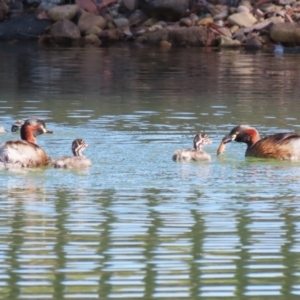 Tachybaptus novaehollandiae at Jerrabomberra, ACT - 18 Mar 2023