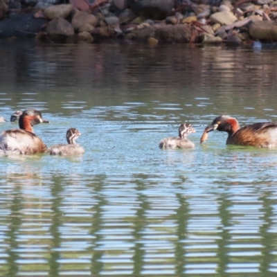 Tachybaptus novaehollandiae (Australasian Grebe) at Jerrabomberra, ACT - 18 Mar 2023 by RodDeb