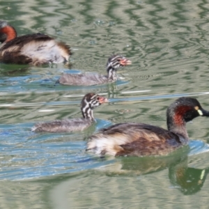 Tachybaptus novaehollandiae at Jerrabomberra, ACT - suppressed