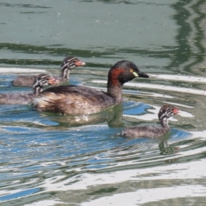 Tachybaptus novaehollandiae at Jerrabomberra, ACT - suppressed