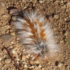 Anthela (genus) immature (Unidentified Anthelid Moth) at Symonston, ACT - 18 Mar 2023 by RodDeb