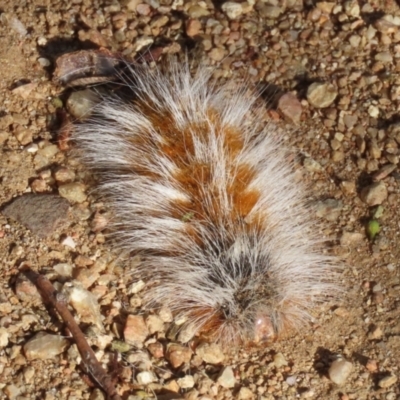 Anthela (genus) immature (Unidentified Anthelid Moth) at Symonston, ACT - 18 Mar 2023 by RodDeb